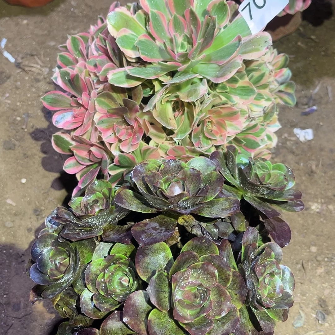 多肉法师套餐700号