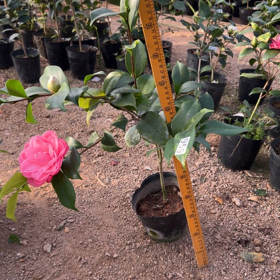 少量花朵（建议范围：2朵-5朵 或40%以下）959红乔也叫粉乔