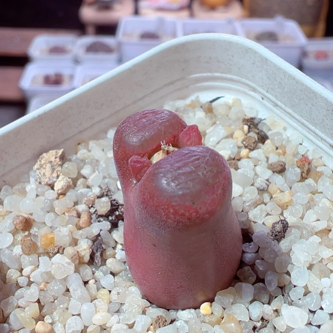 1230-405多肉多日红色大肚子