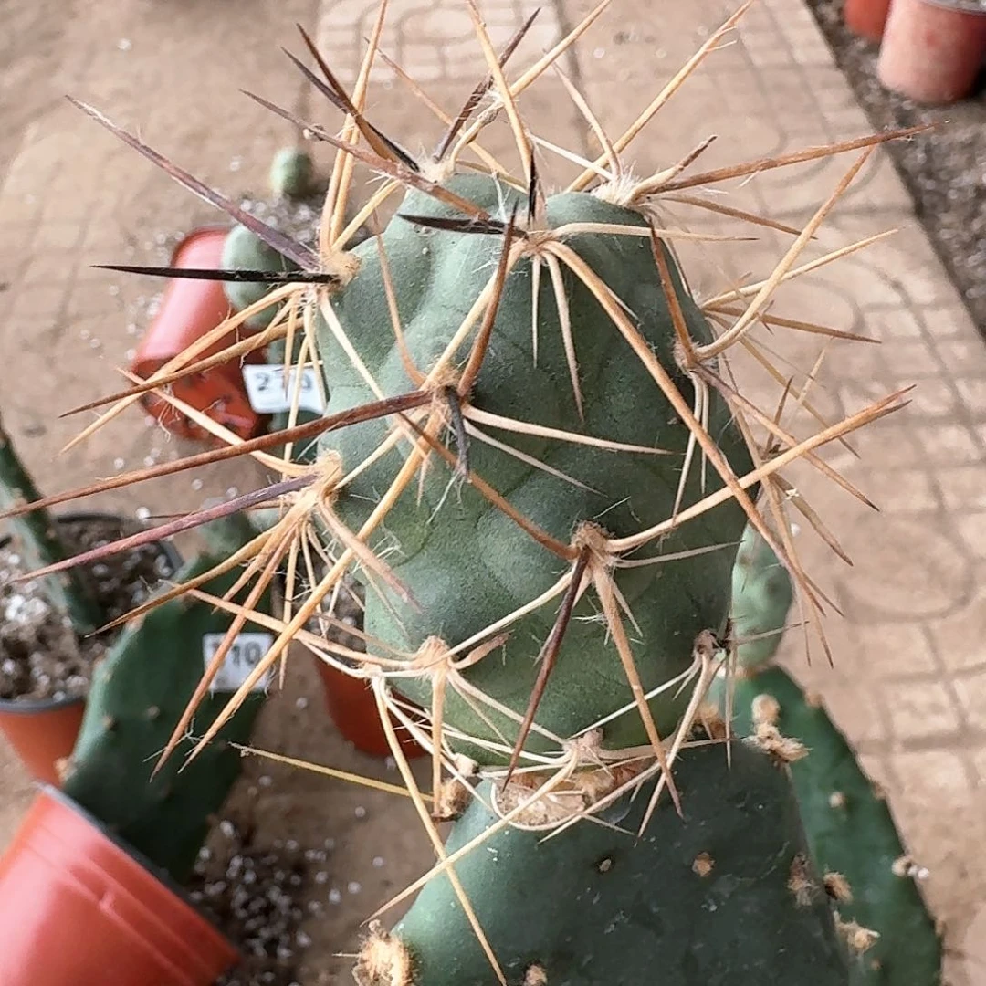 【闪购商品】无花朵苗接产地金狂风267