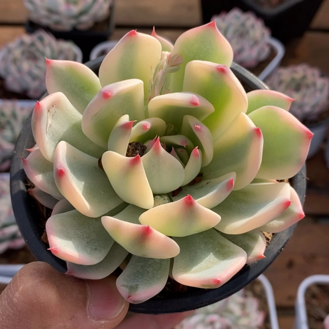 吉娃娃锦多肉植物7号