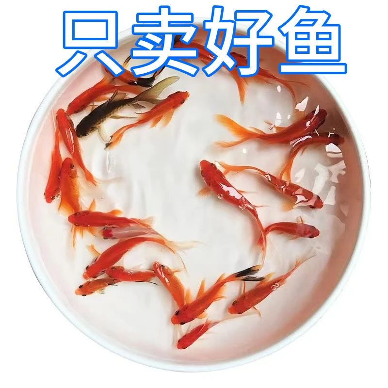 冷水观赏鱼小金鱼好养耐活小鱼养不死自来水活鱼锦鲤小金鱼观赏鱼
