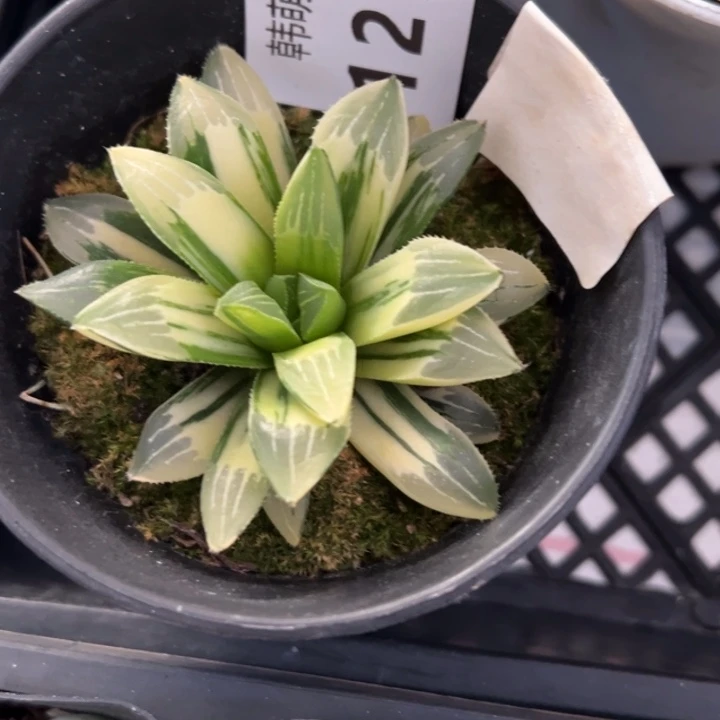 失***控雨露锦多肉植物1275