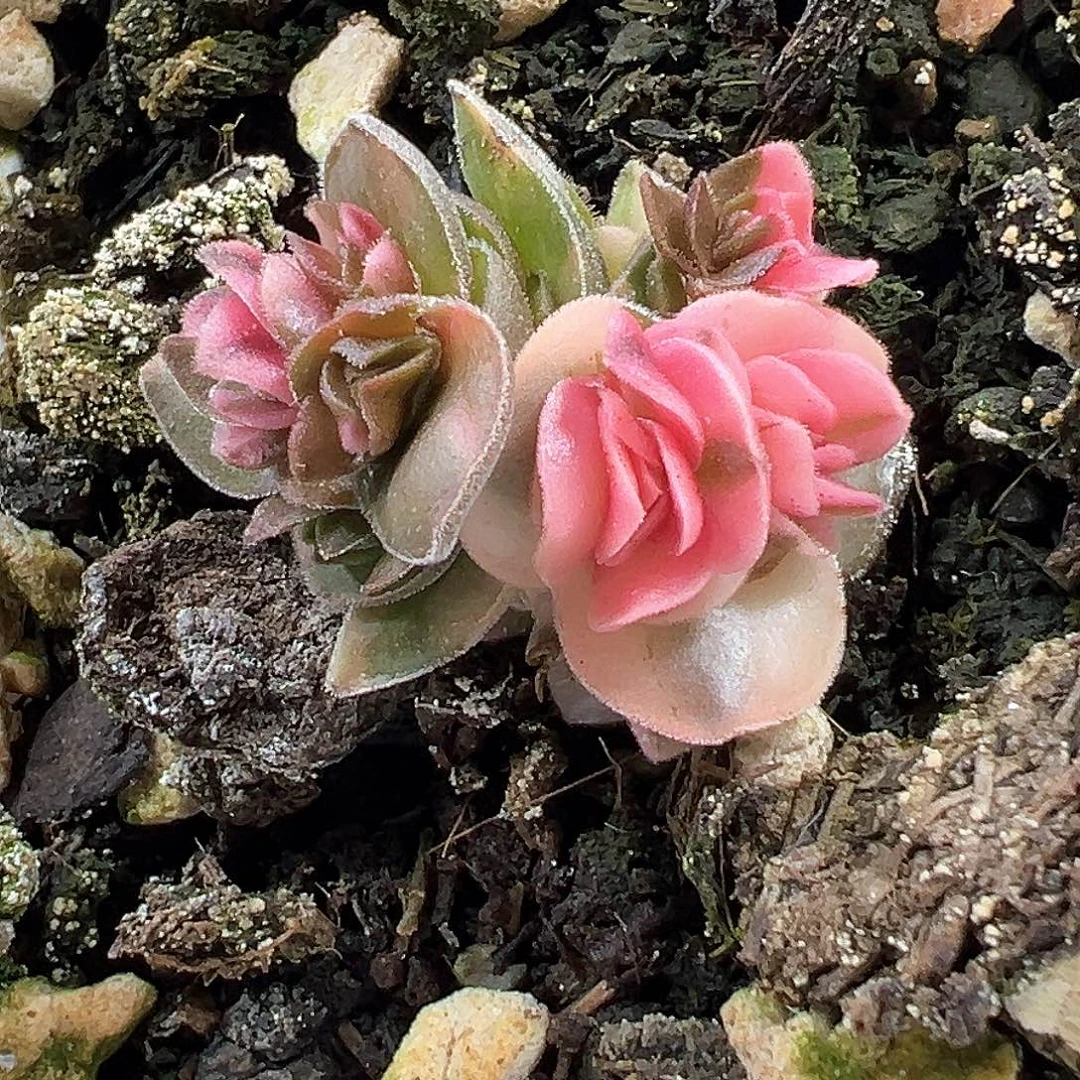 方塔锦  小方花圃一单包邮