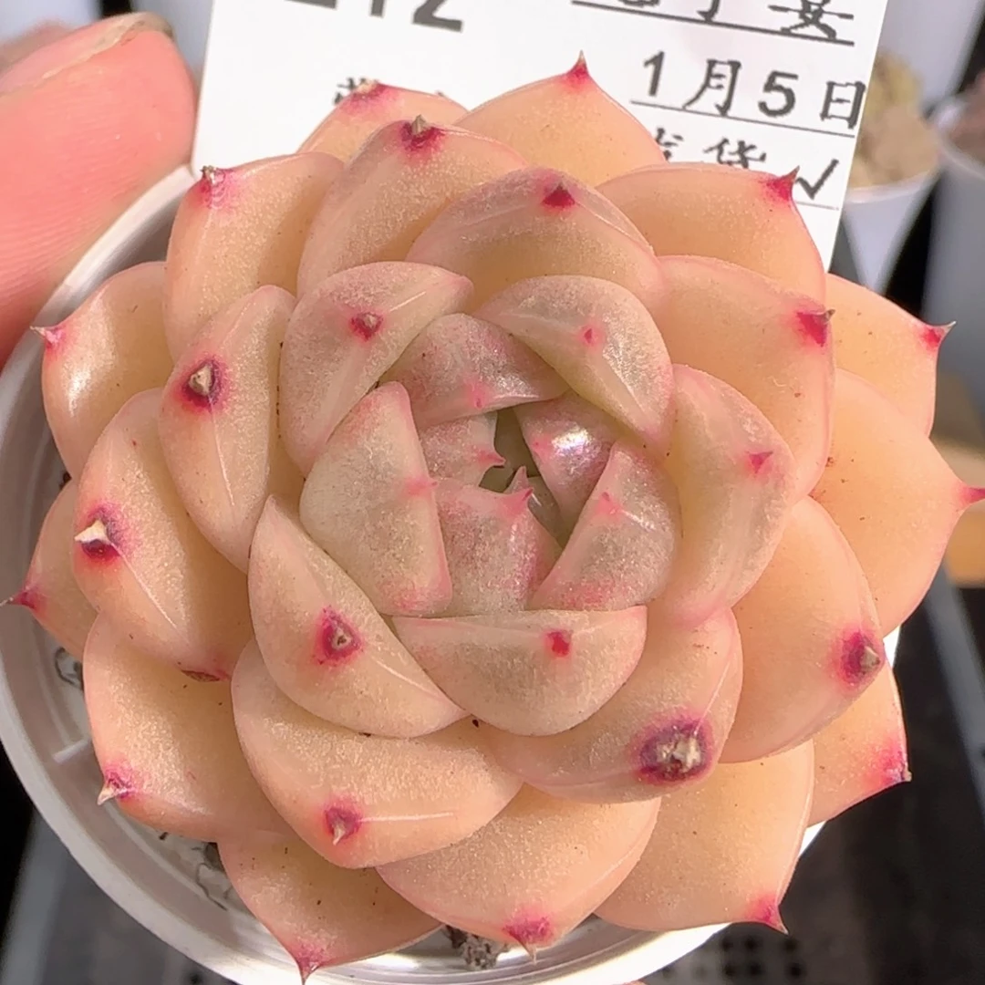 多肉0105-212包子麦秆