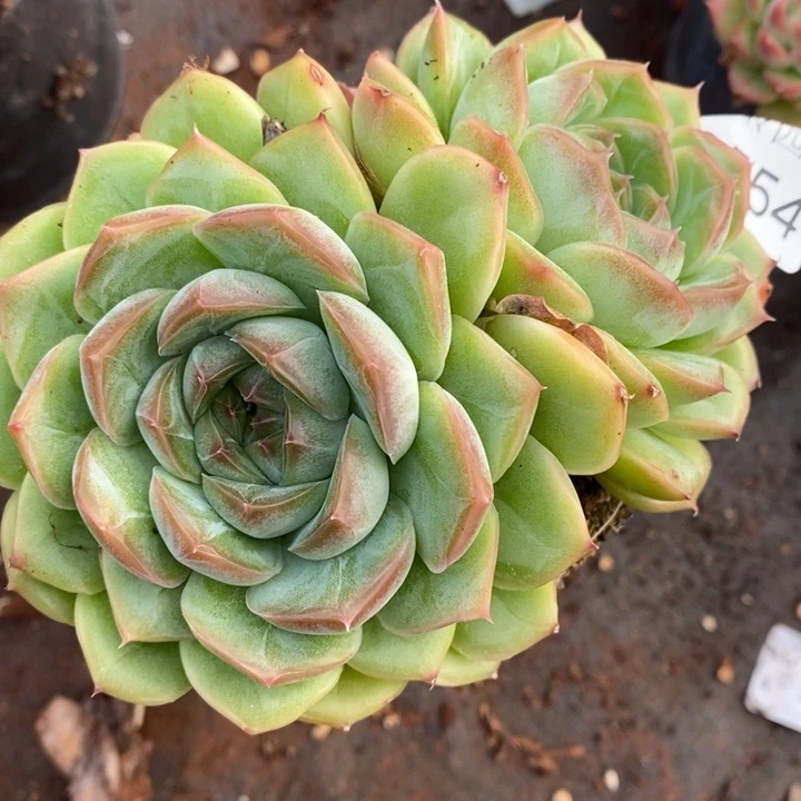 554开播福利～11厘米