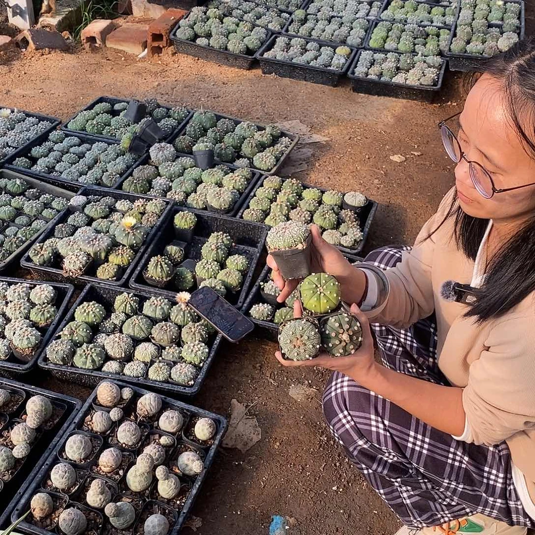 4-6公分四颗发货。