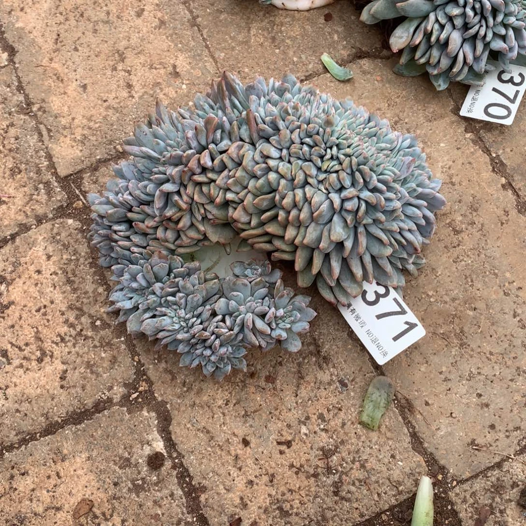 ****M371橙子缀化多肉植物