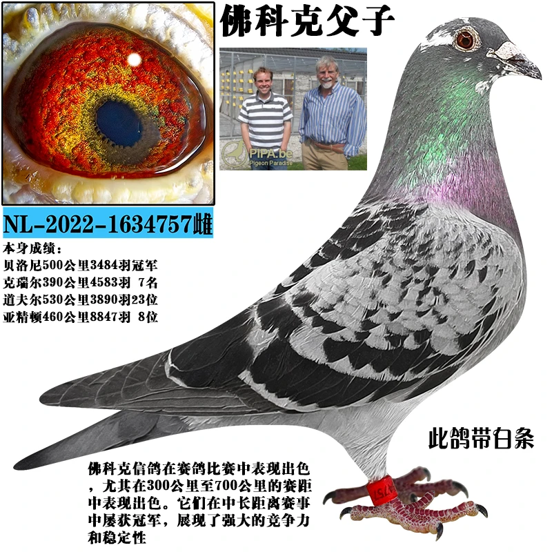 乳鸽生鲜比利时圆环鸽子