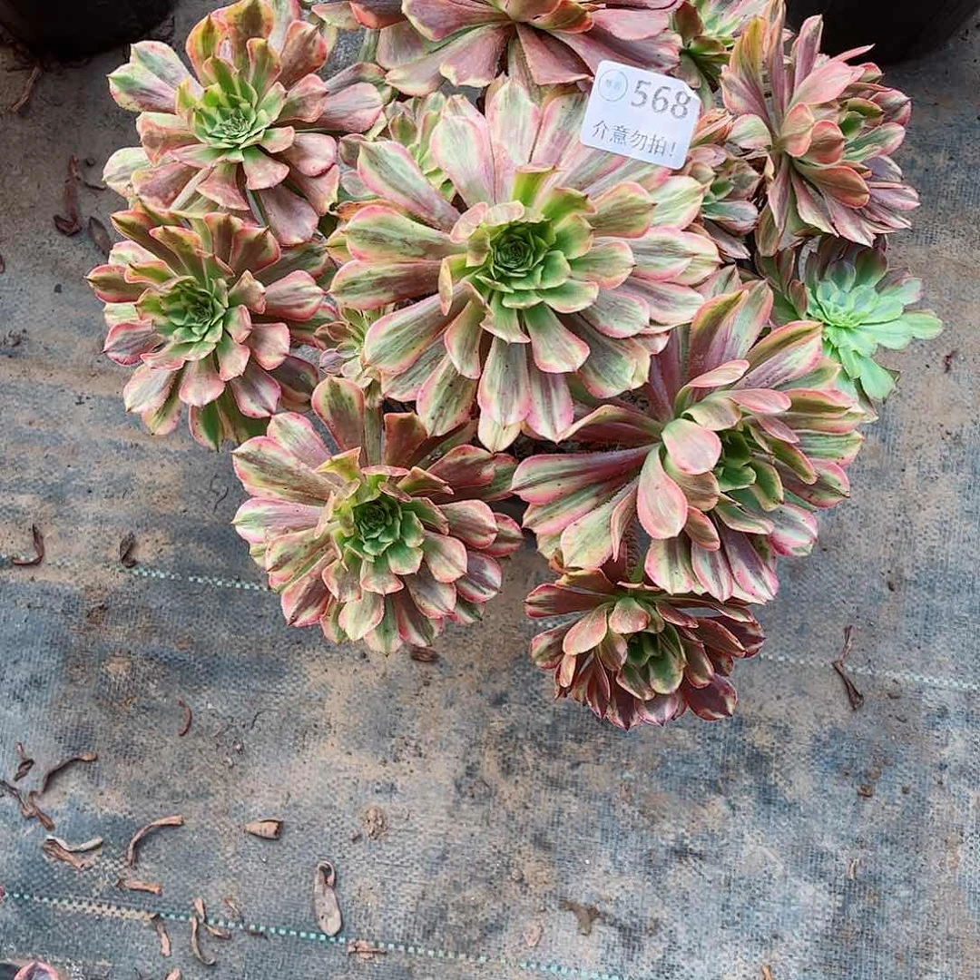 无花朵多肉植物568