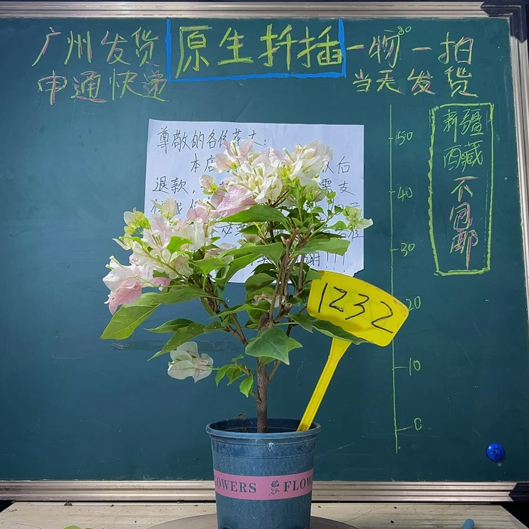当前无花栽培后可以开花 福利 广红樱 1232