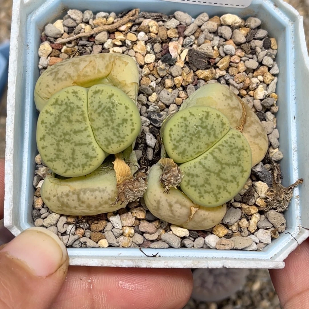 5405双头绿象牙1母本