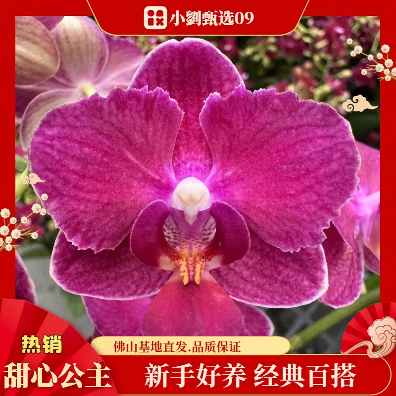 【甜心公主09】精美蝴蝶兰花卉盆栽佛山基地批发直播次日达