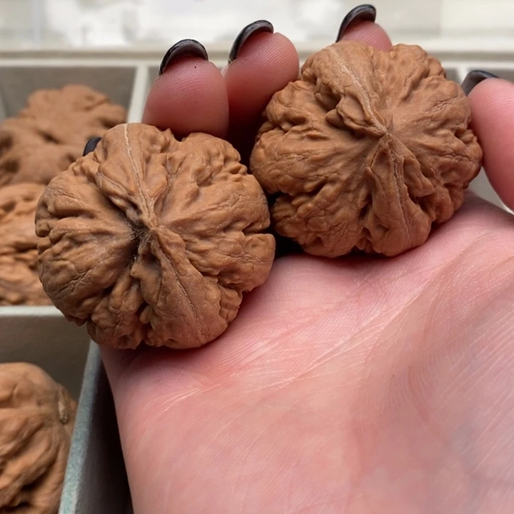 火***头霸王龙全品无修一刀没动