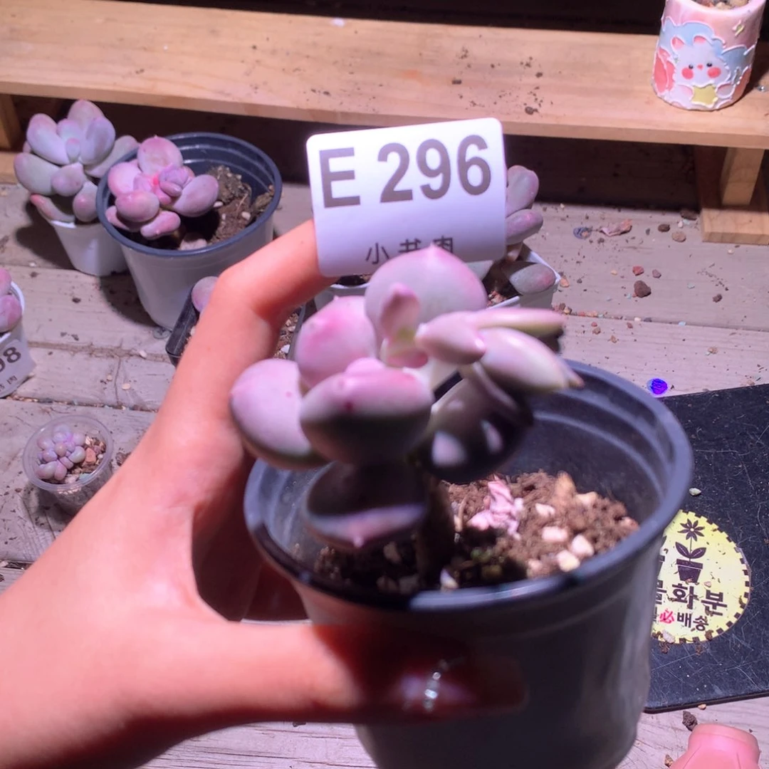 小屁桃小屁桃桃桃296