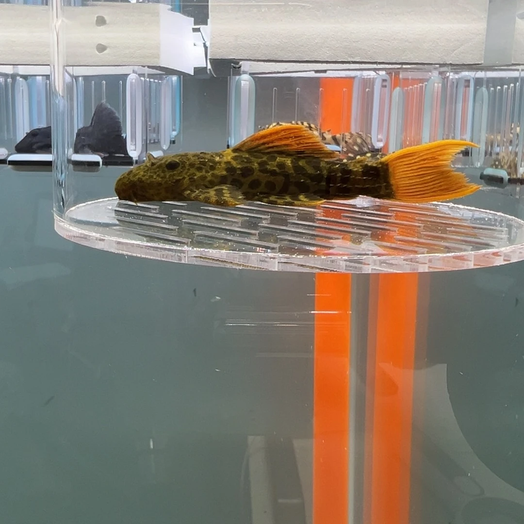 清道夫录完整开箱视频、入缸不包损9