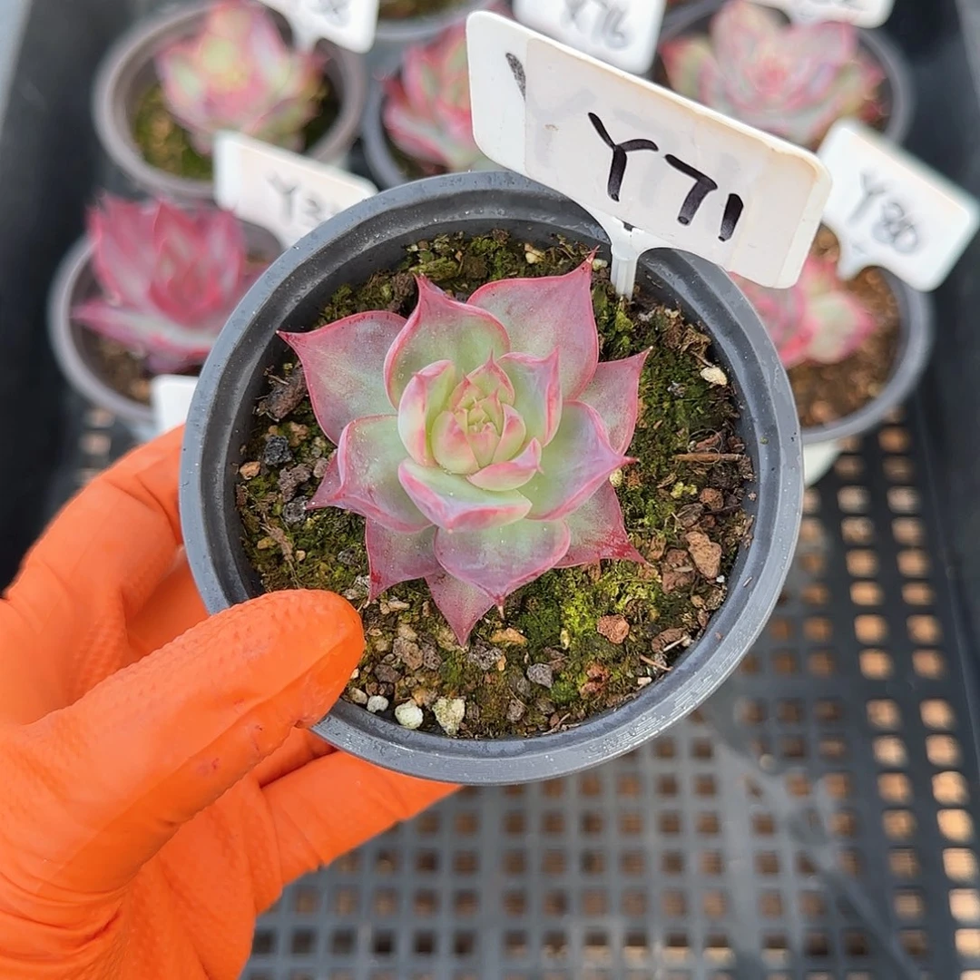 重****肉Y71惊鸿单头多肉