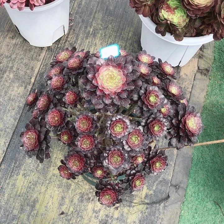 661香奈儿中班多肉法师