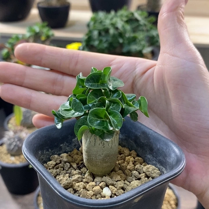 实生羊角沙玫 一物一拍