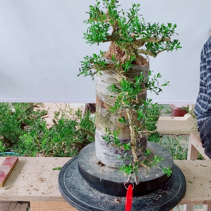 无花朵老***3广东黄杨