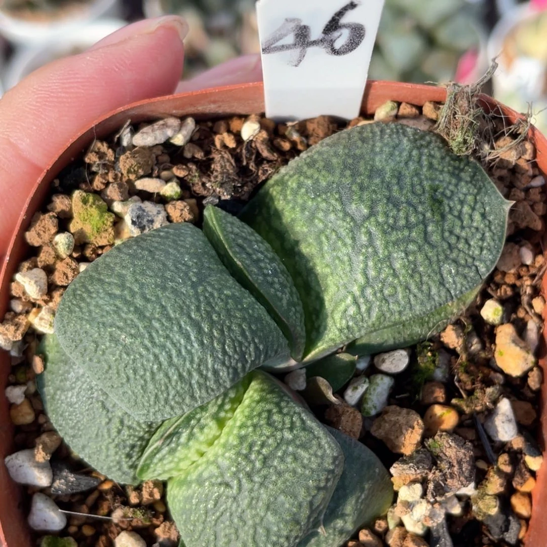 46珍珠卧牛群。