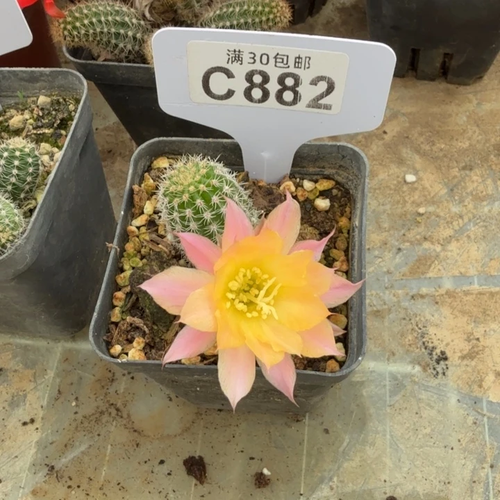 月光福利特价C882