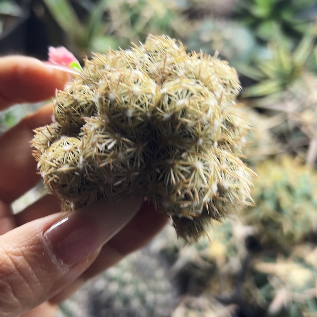 紫王子仙人球6666666