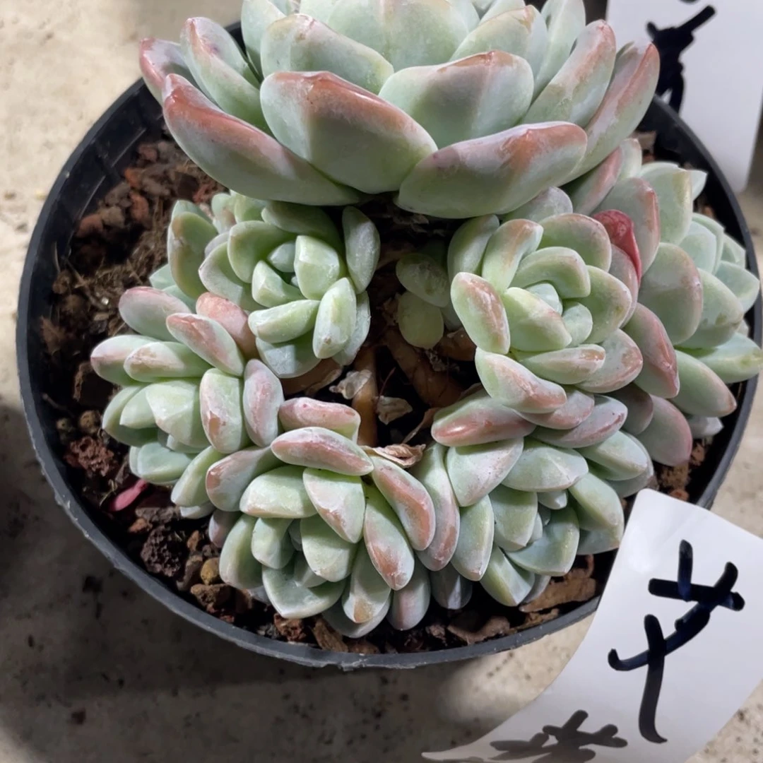 艾菲尔专拍冰玉群生多头