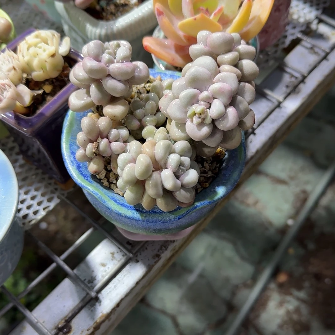 艾伦带盆多肉植物精品