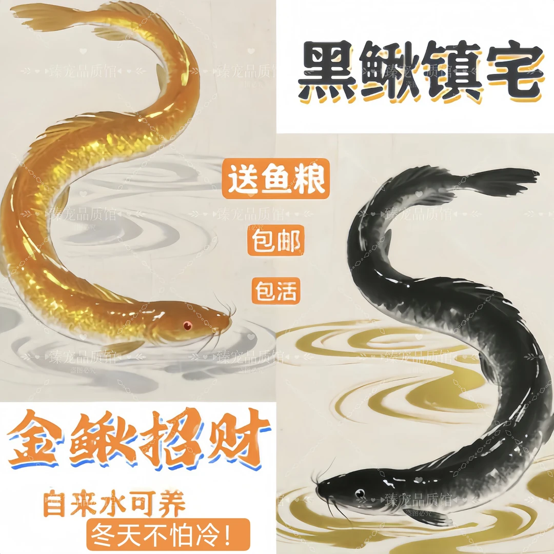 大鳞副泥鳅观赏鱼堕龙黄金大泥鳅冷水鱼台湾泥鳅好养耐活鱼清道夫