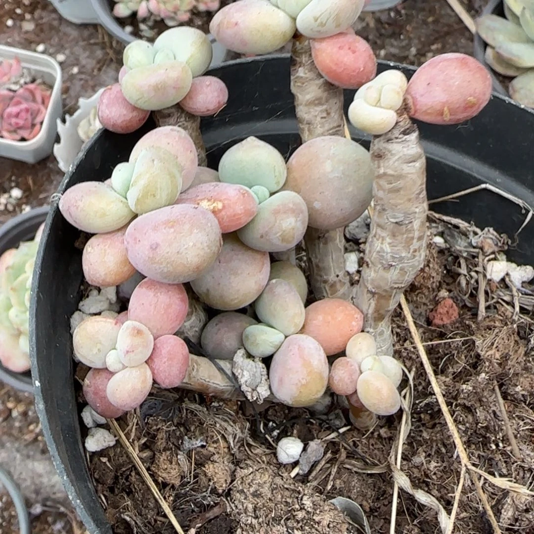 多肉小卡拉米糖心一物一拍