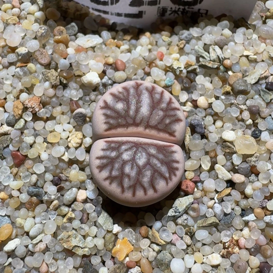 Zzzzz精品生石花828