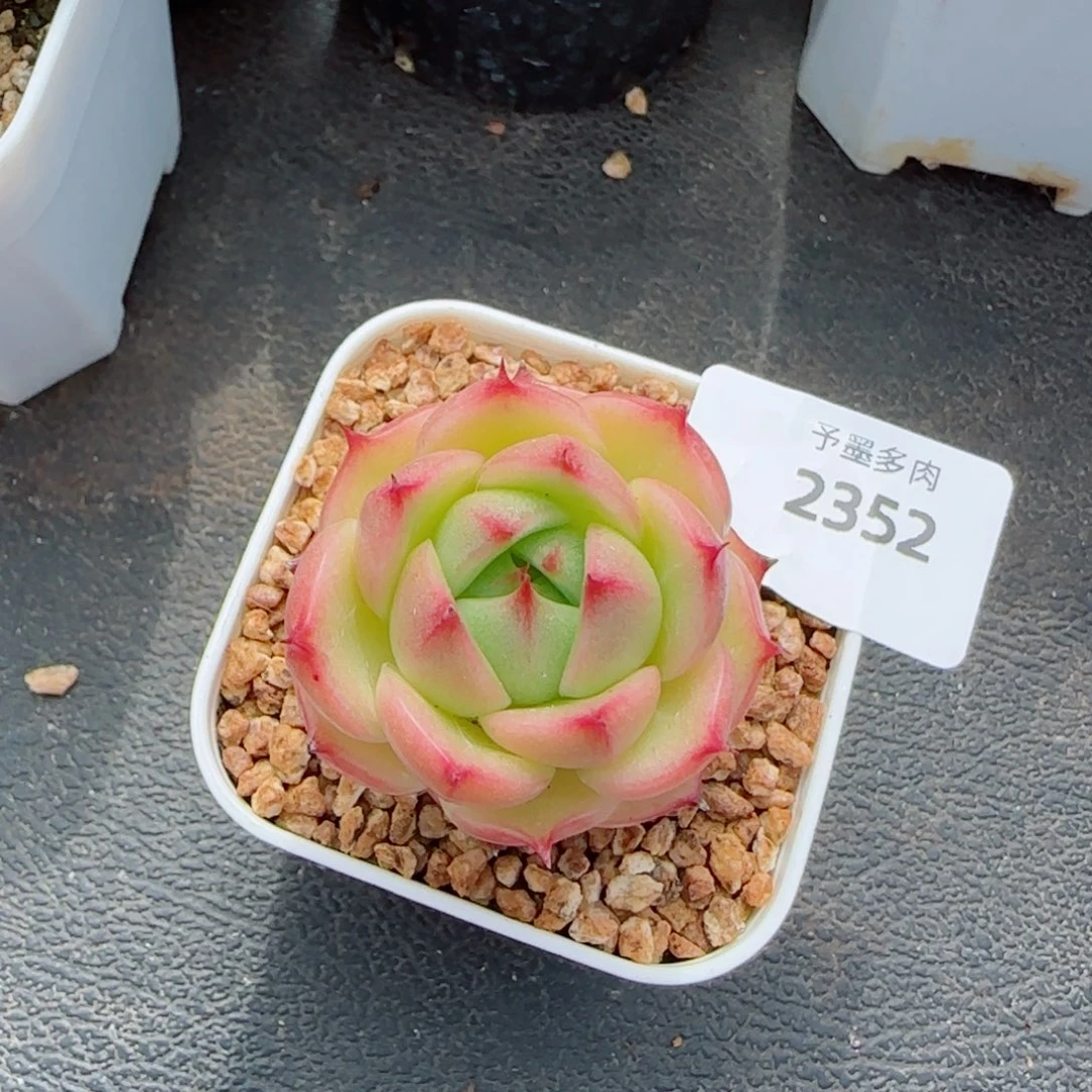 玉玲珑，2352多肉植物