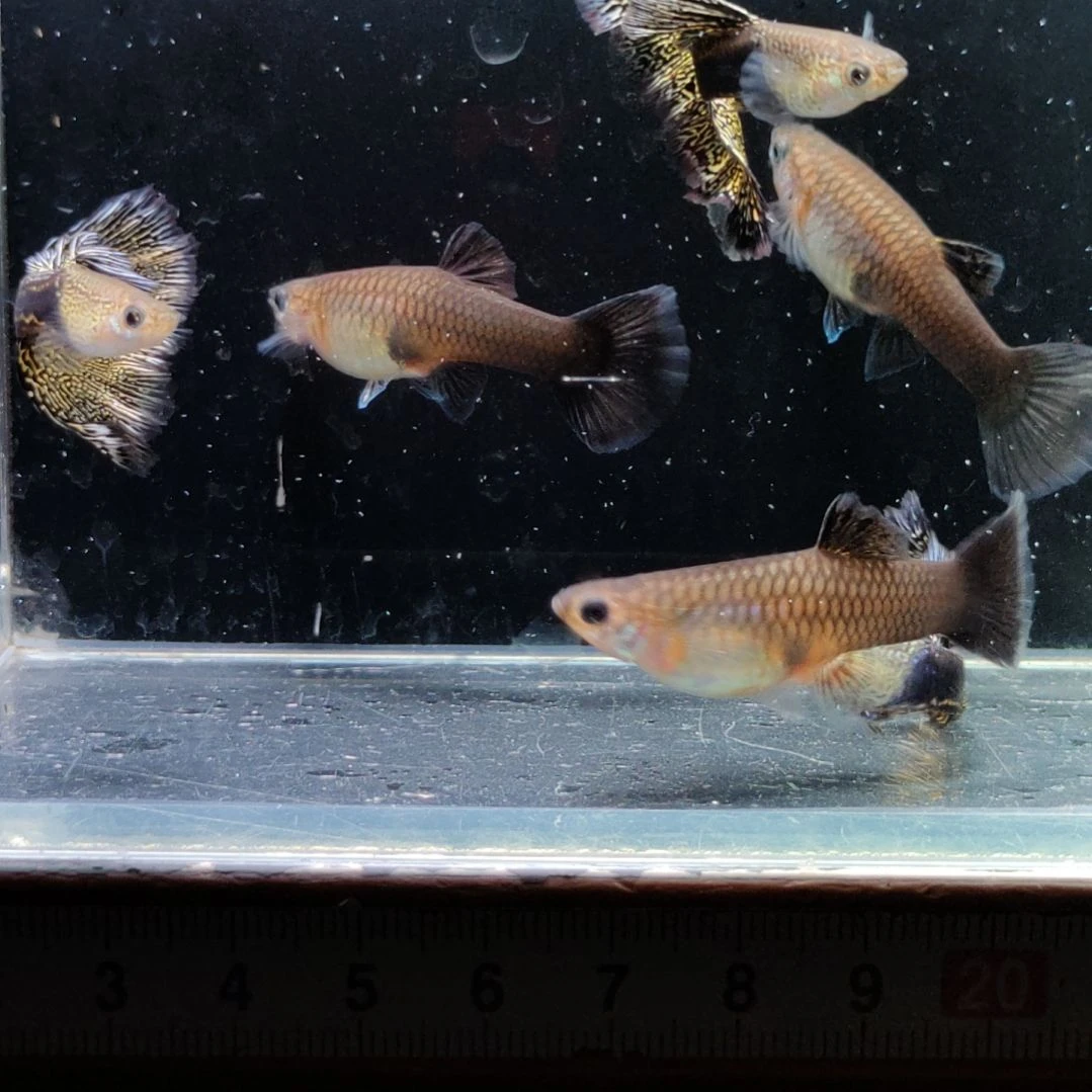 别***我淡水公母搭配2-------4厘米黑金蕾丝三对黄化深海蓝一对
