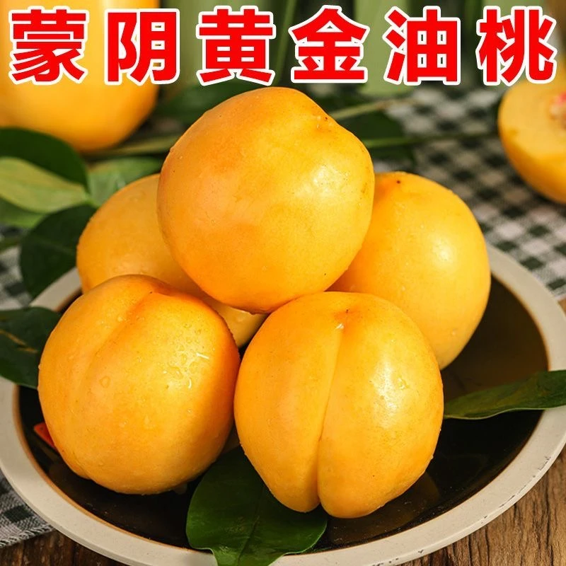 【青馋猫】正宗山东蒙阴黄油桃新鲜水果应季采摘黄色水蜜桃产地现摘