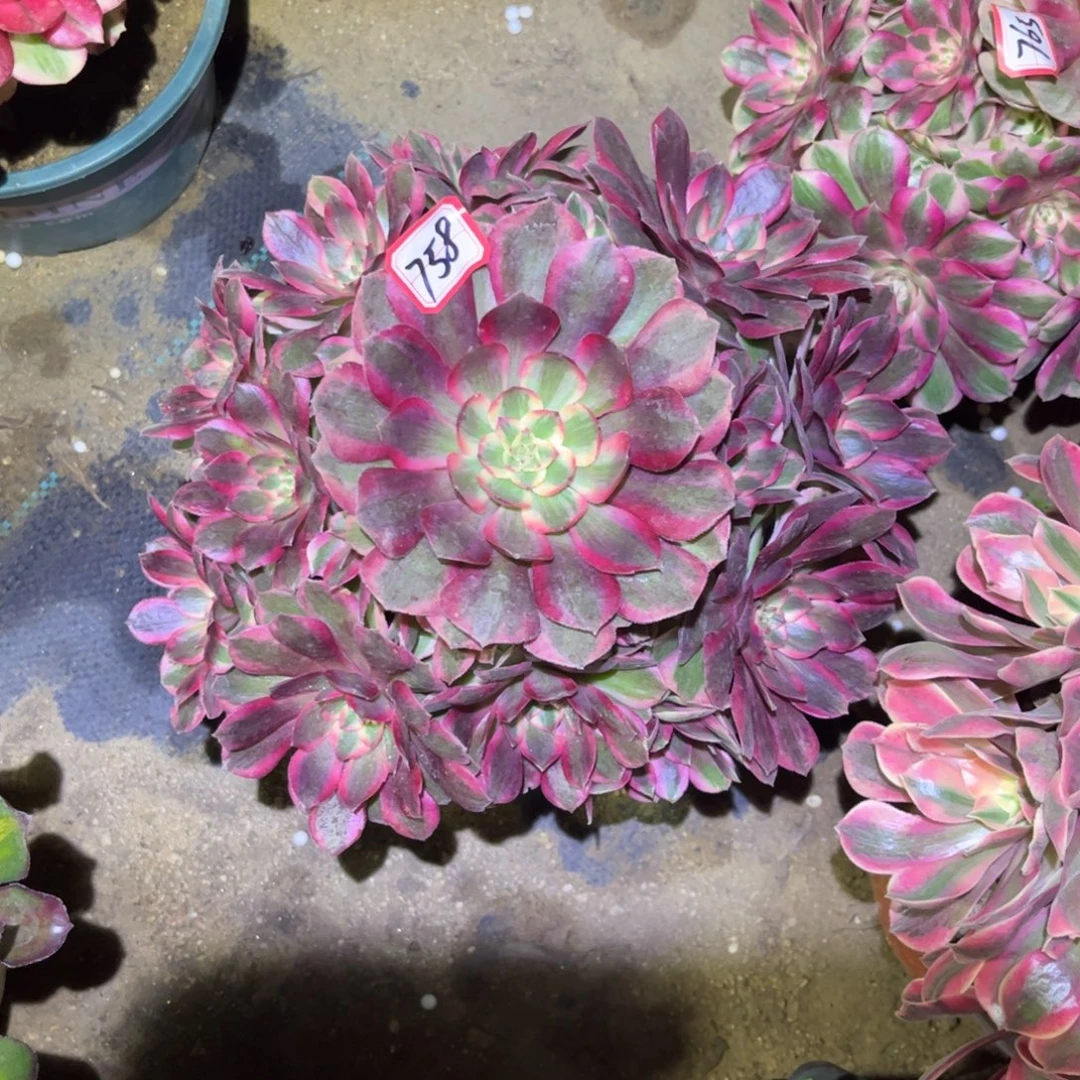 758多肉植物赤子心