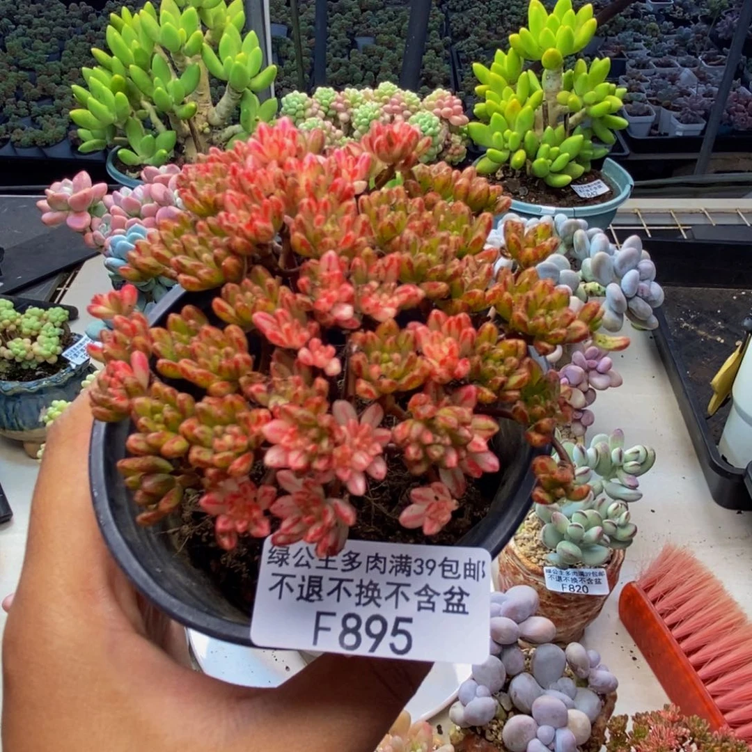 895小肉祭锦多肉7c m