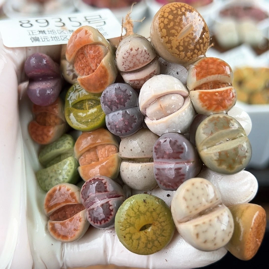 好养易活生石花大母本8935共20颗