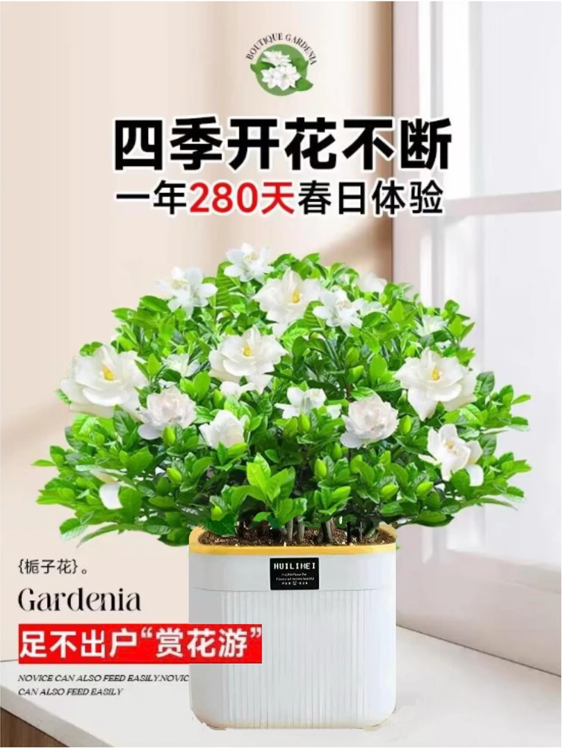 230特大盆带花苞栀子花盆栽室内水培桌面绿植四季好养