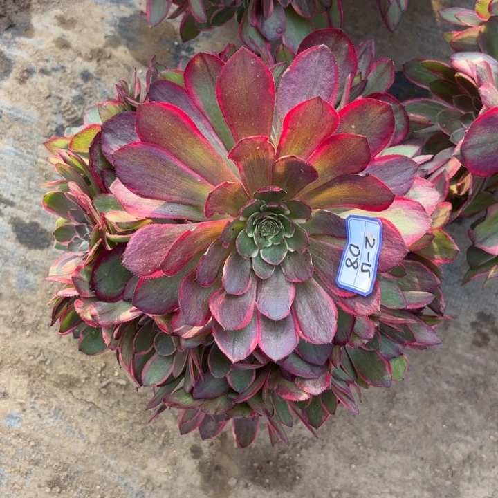 量拍一颗粉花妖歪多肉