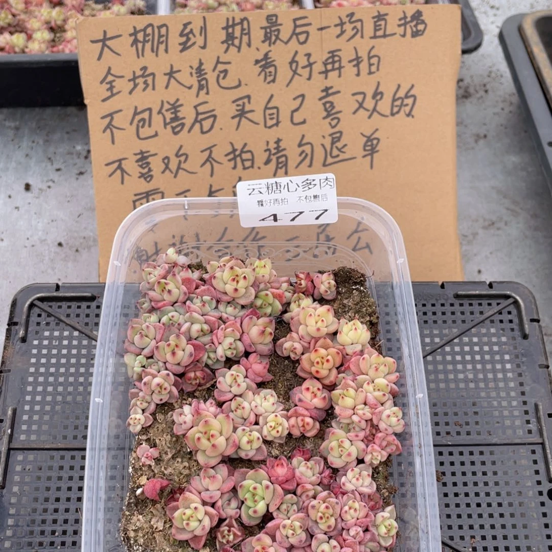 云糖心多肉植物477