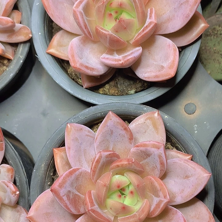 白夜香槟单头脱土