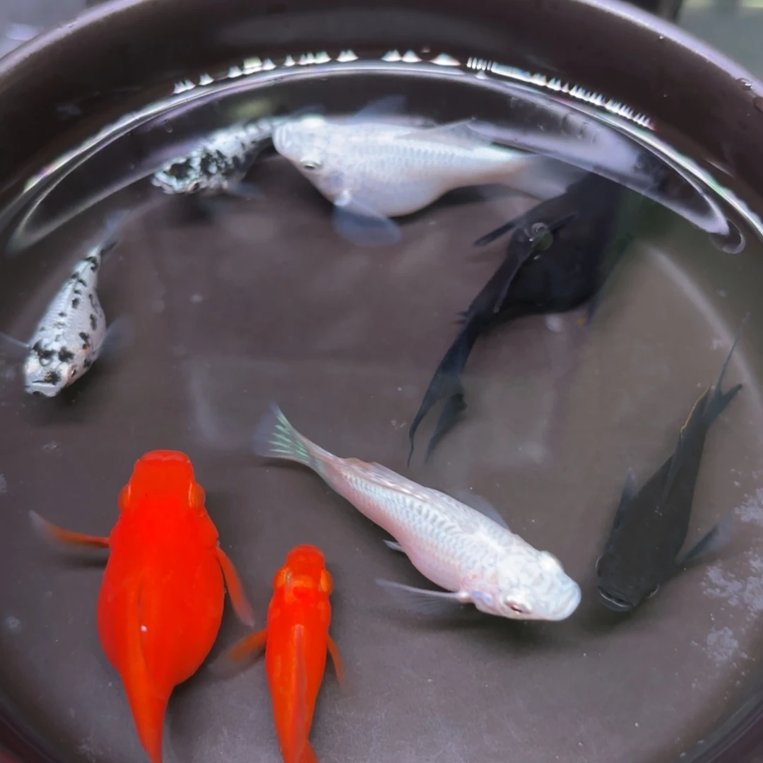 黑玛丽鱼玛丽球四色大种鱼7+1