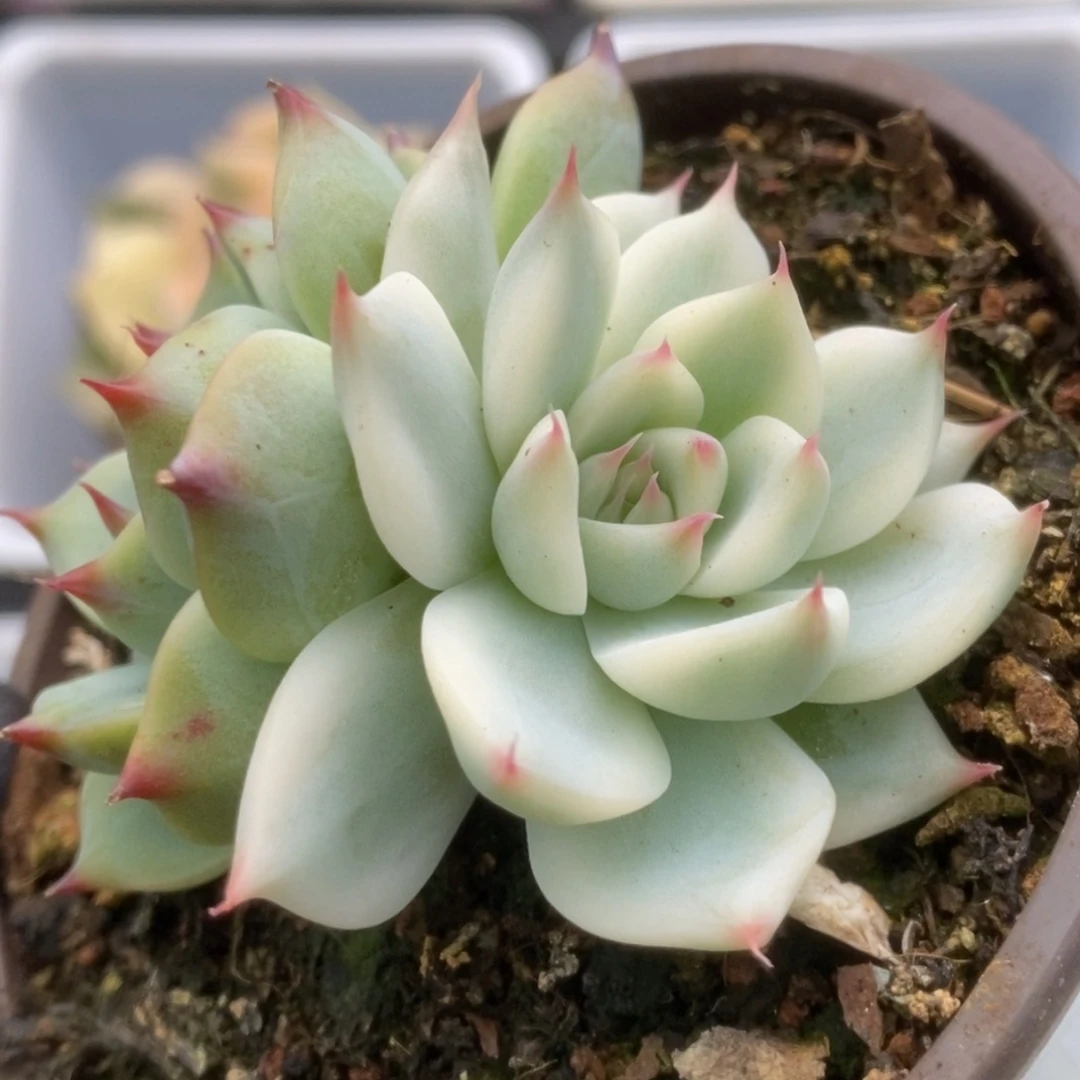 677锦锦锦锦锦锦锦