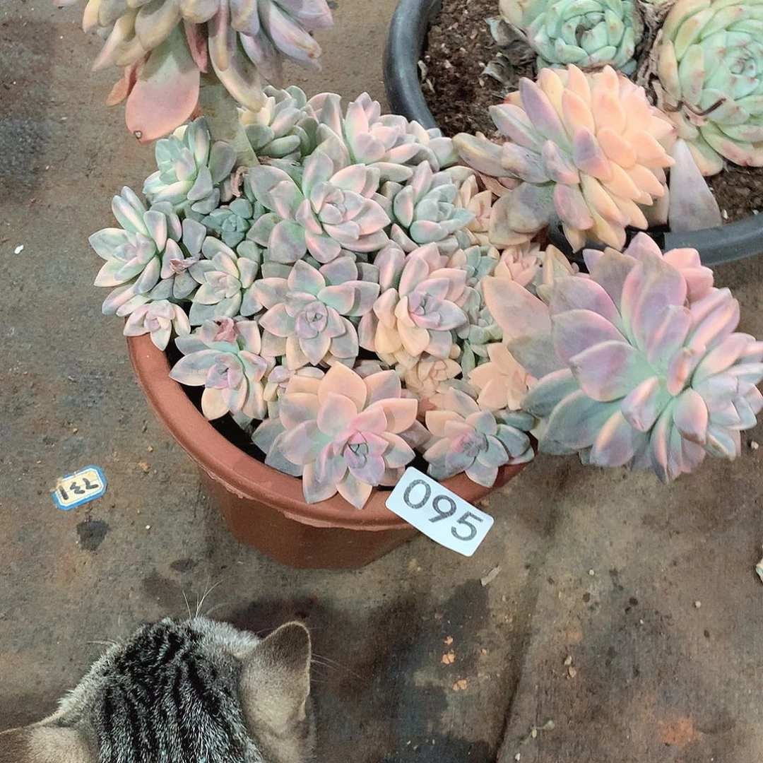 095淡雪锦 一物一拍