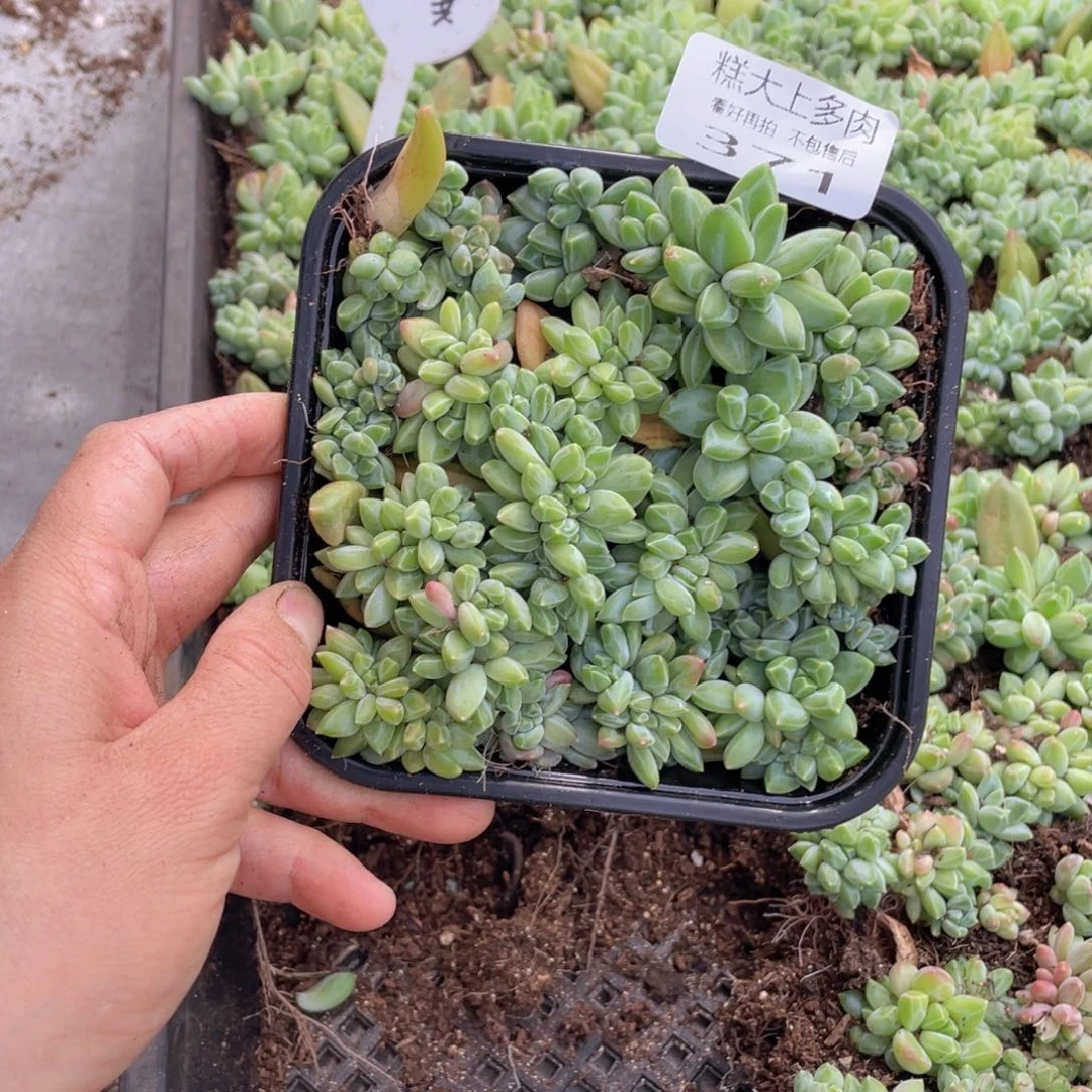 糕大上多肉植物371