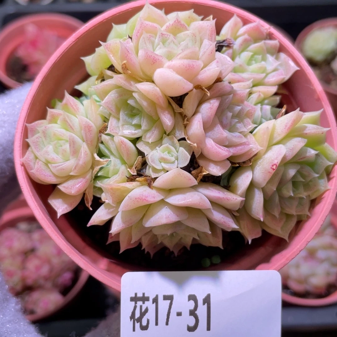 花利美17-31麦秆群