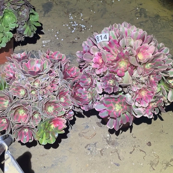 多肉植物断枝不包814女妖妖月