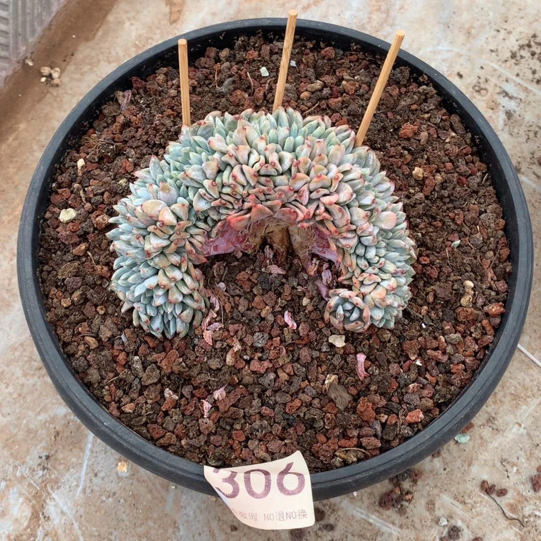 306橙子缀化多肉植物