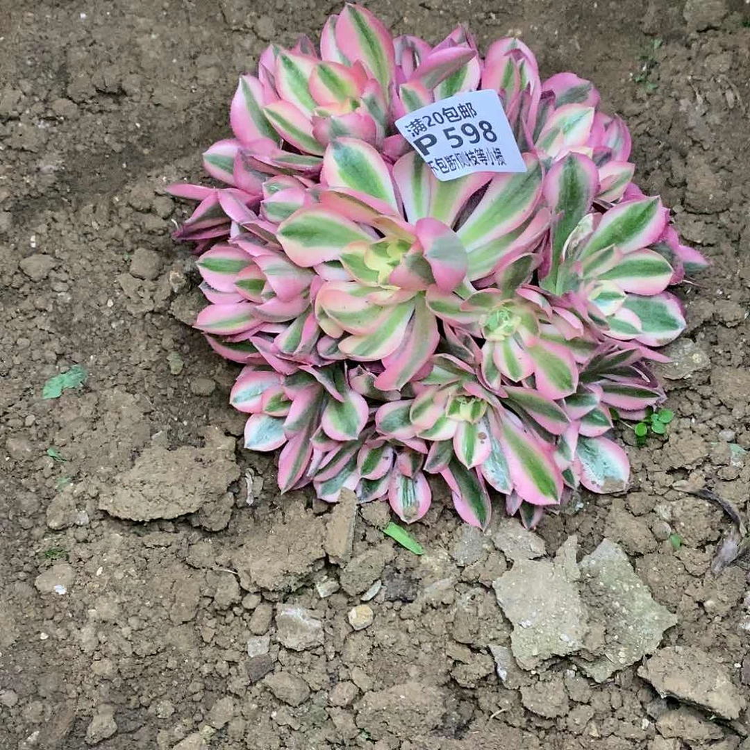 598女巫多肉法师锦